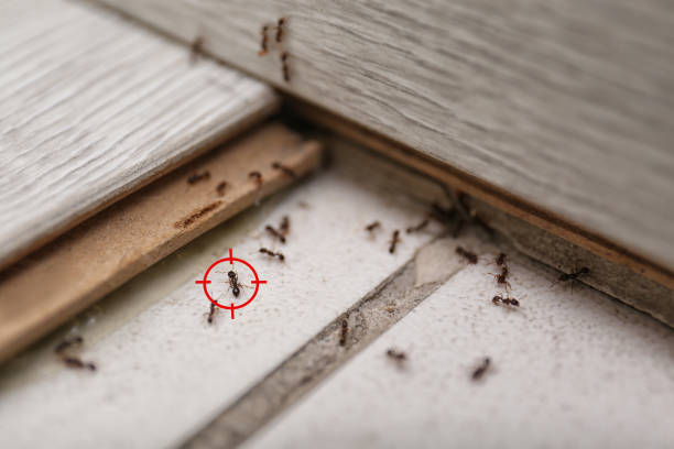 Best Local Pest Control Services  in Cartervle, IL
