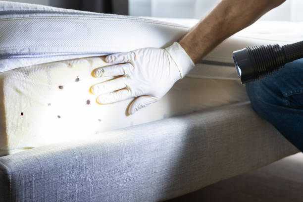 Best Cockroach Control Services  in Cartervle, IL