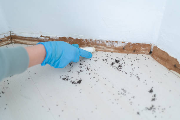 Best Pest Control Near Me  in Cartervle, IL